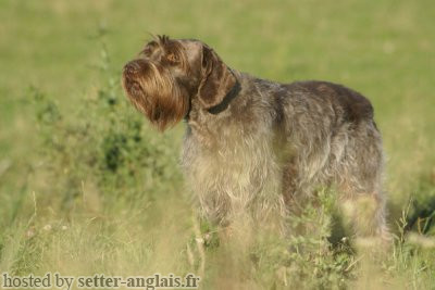 Griffon Korthals UNDER WOOD Griffon Korthals UNDER WOOD